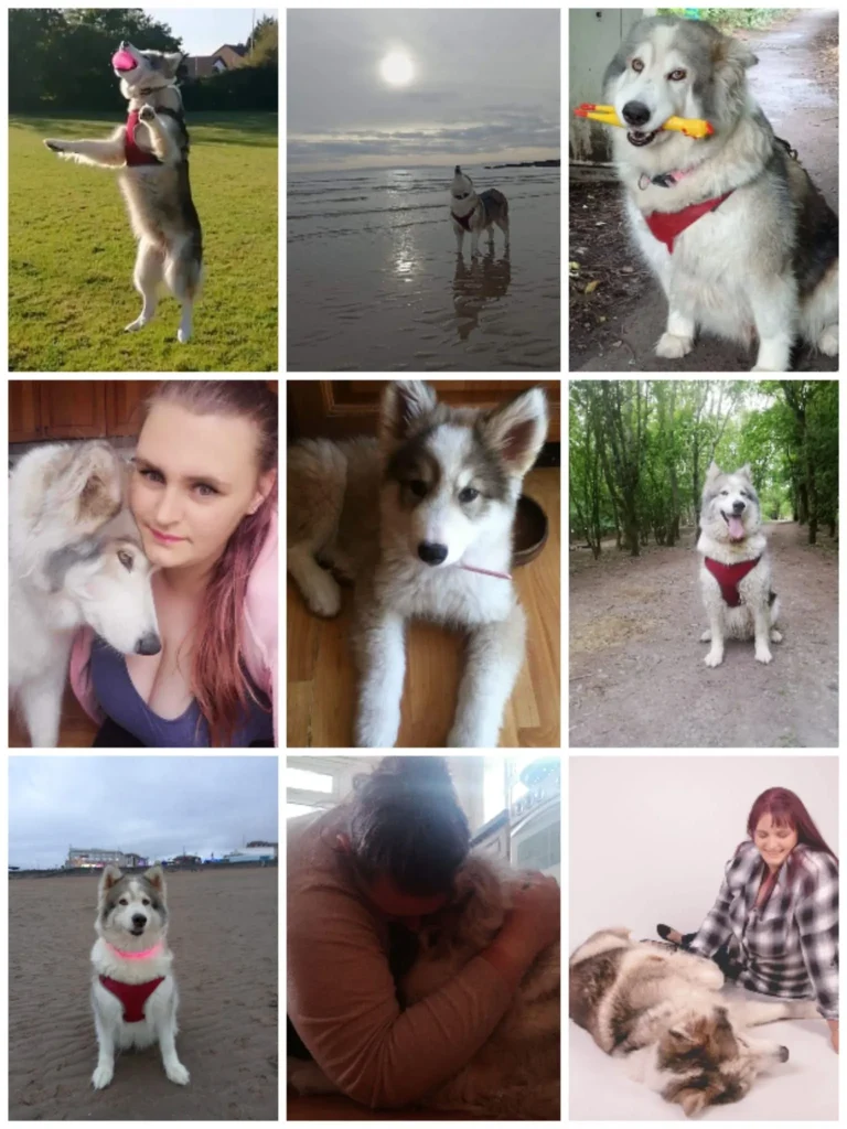Alaska, the Alaskan Malamute