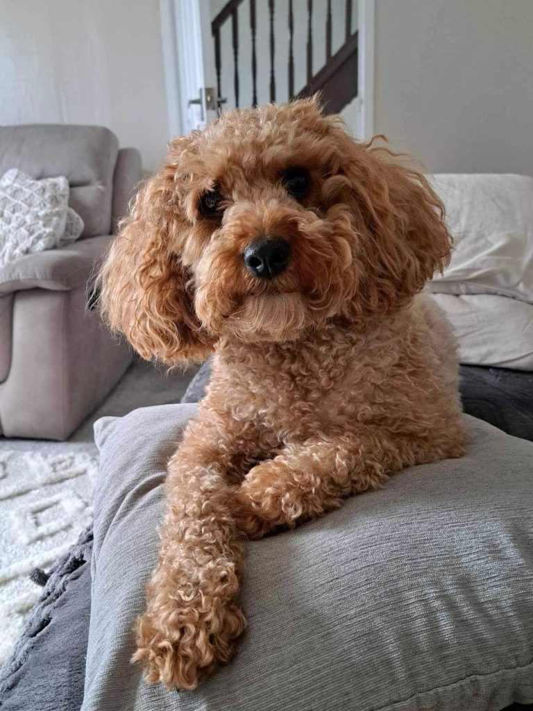 Bailey, the Cavapoo