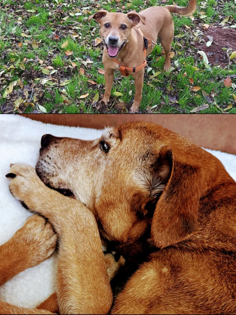 Bruno, the Staffie cross