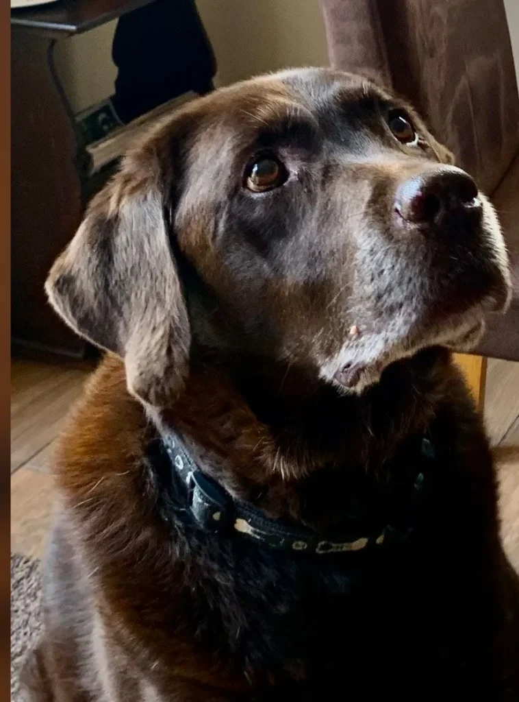 Charlie, the Labrador Retriever