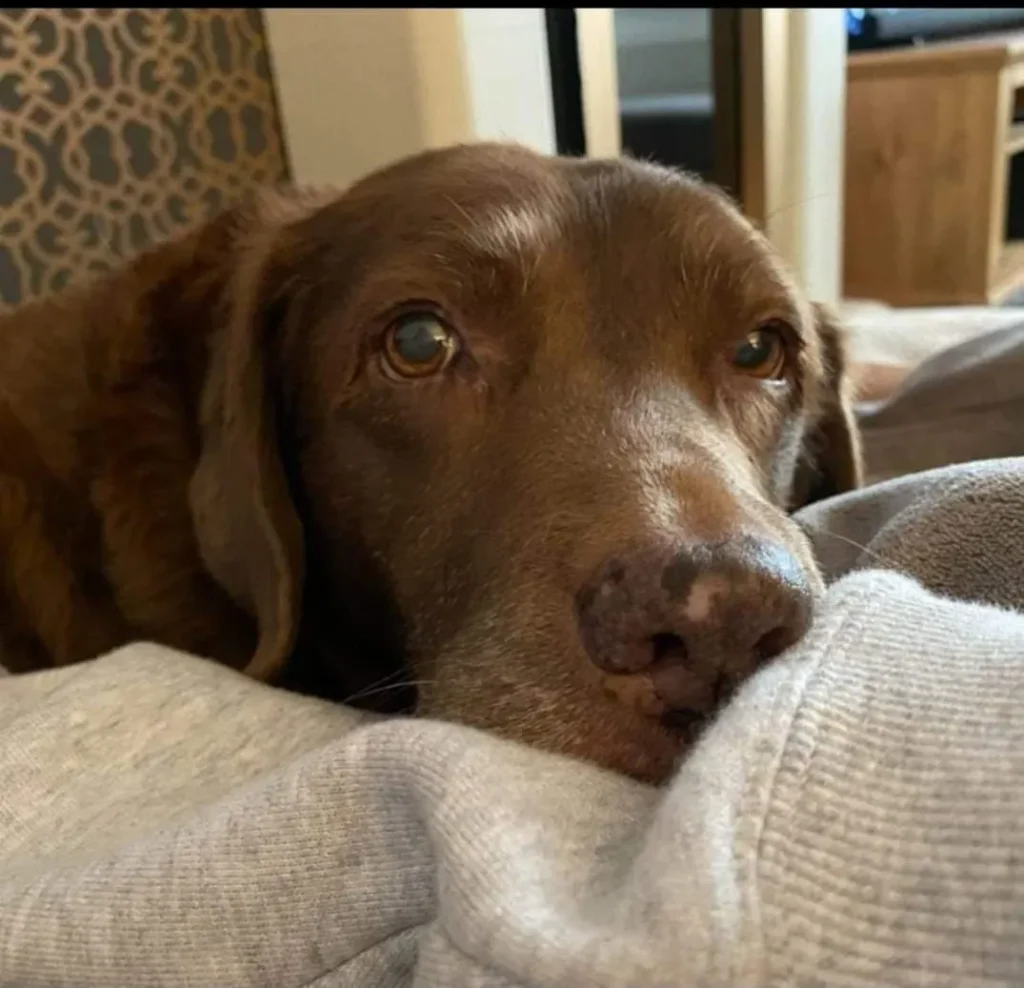 Lily, the Labrador