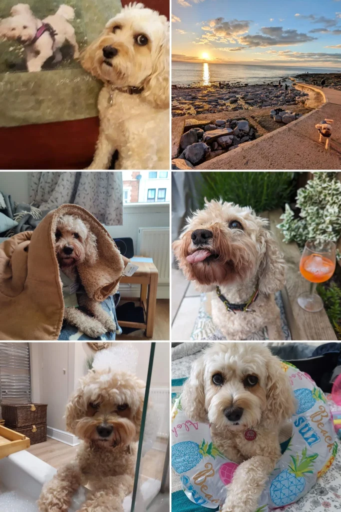 Tilly, the Cockapoo