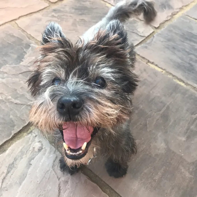 Alfie, The Cairn Terrier