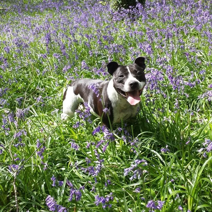 Angel, The Staffie