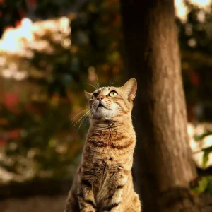 cat