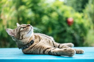 Saying Goodbye To Your Cat
