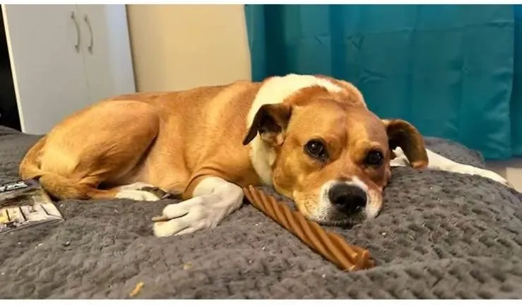 Coco, The Bulldog Cross