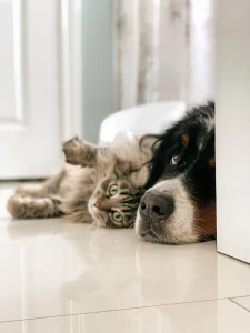 dog and cat