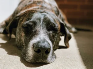 dog asleep