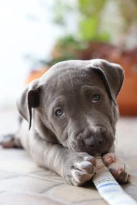 dog at end of life