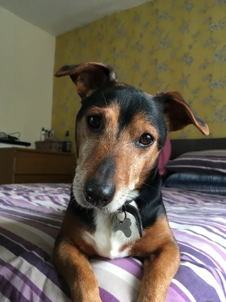 Nelson, the Jack Russell Terrier