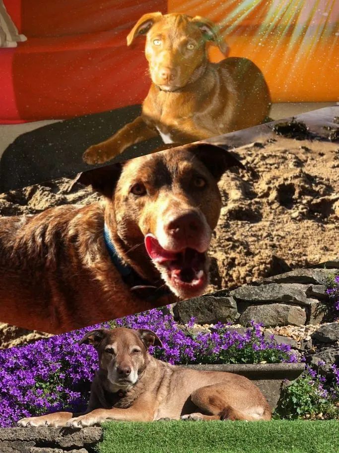 Khaya, The Lab/Staffie Cross