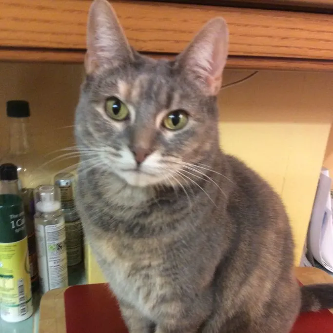 Lucy, The Tabby Cat