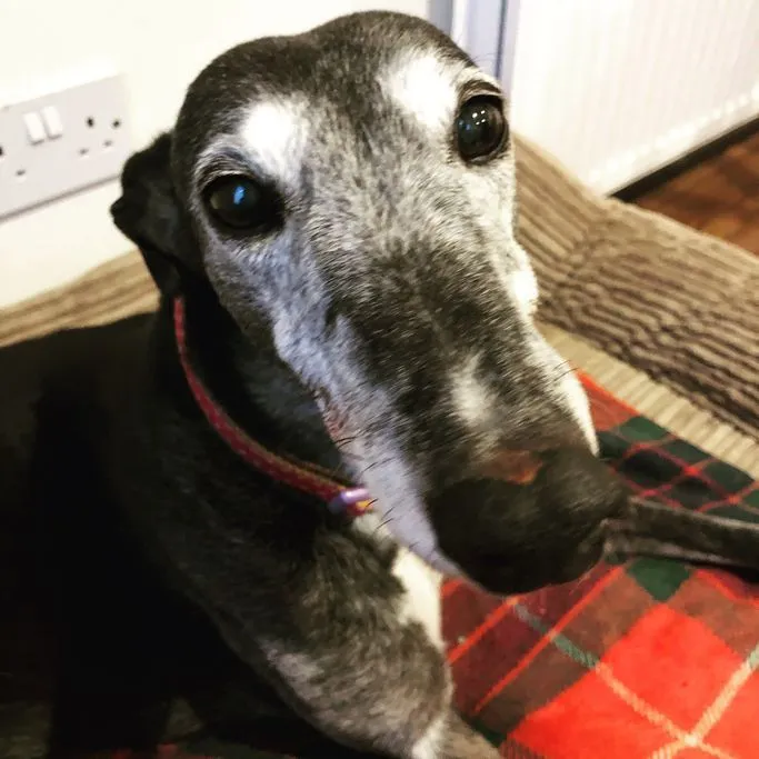 Martha, The Greyhound