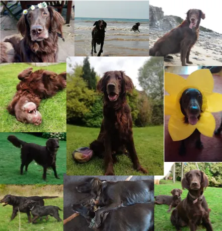 Menna, The Flat-Coated Retriever