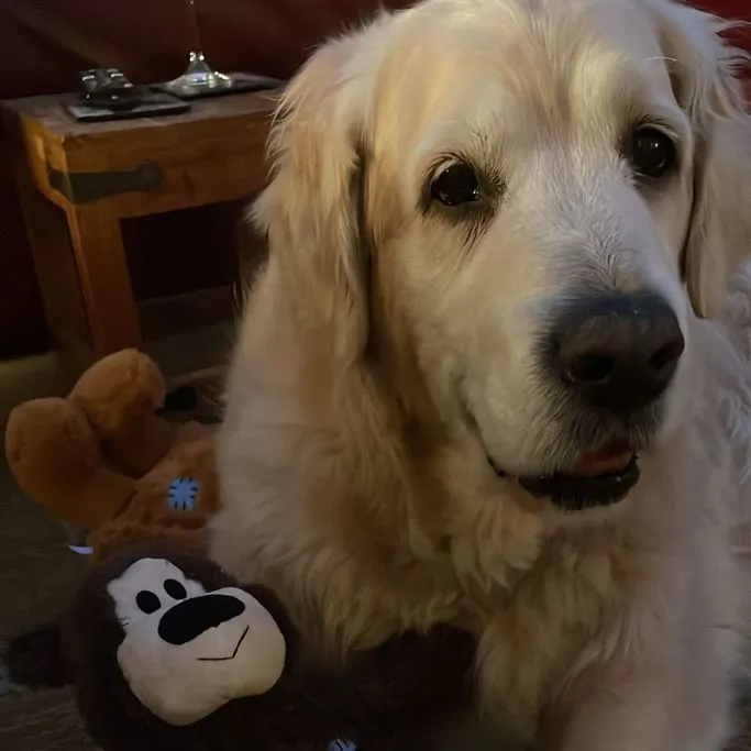 Ollie, The Golden Retriever
