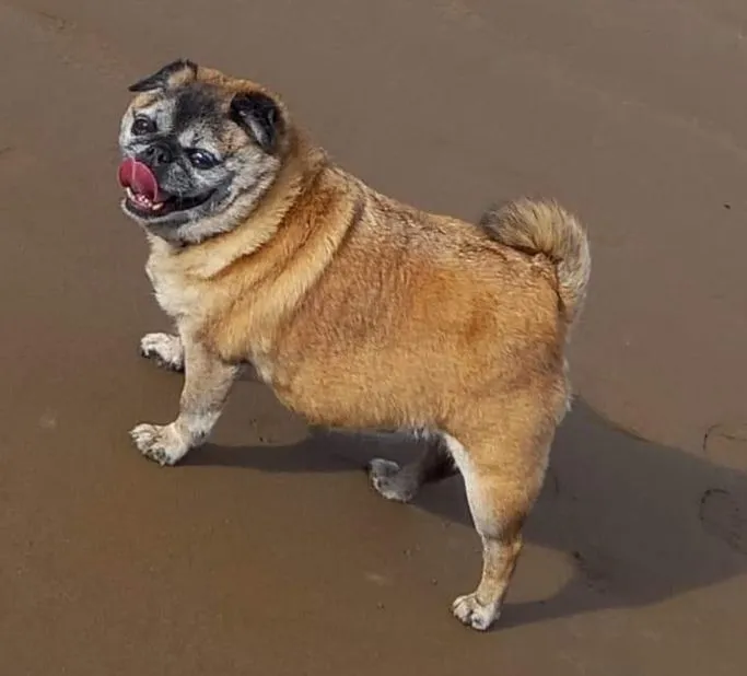Pippa, The Pug
