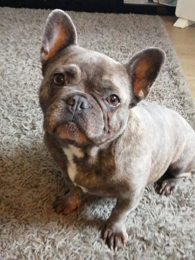 Poppy, The Frenchie