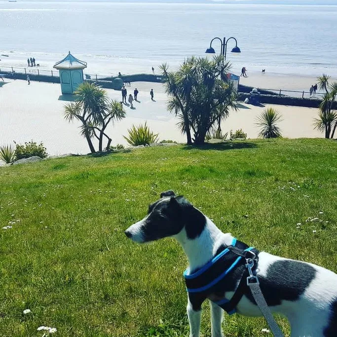 Shilo, The Jack Russell Terrier (2007-2023)