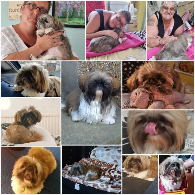 Titch, The Shih Tzu
